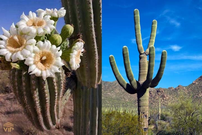 کاکتوس ساگوارو (Saguaro)