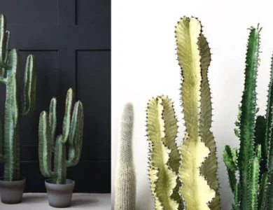 انواع کاکتوس آپارتمانی