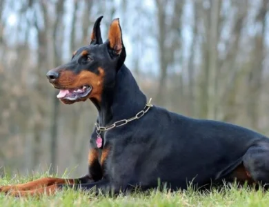 معرفی نژاد سگ دوبرمن اصیل
