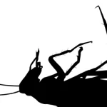 سوسکی برعکس شده