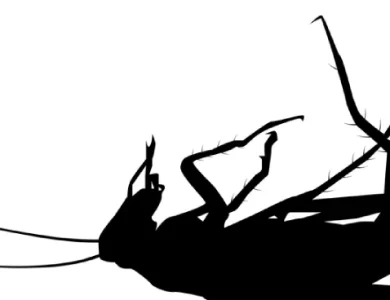 سوسکی برعکس شده