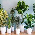 نگهداری از انواع گیاهان آپارتمانی